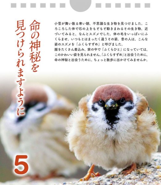 画像4: 日めくり めばえのとき (4)